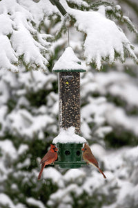 Brome 1024 Squirrel Buster Plus Wild Bird Feeder with Cardinal Perch Ring