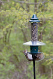 Brome 1024 Squirrel Buster Plus Wild Bird Feeder with Cardinal Perch Ring