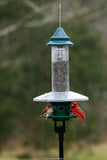 Brome 1024 Squirrel Buster Plus Wild Bird Feeder with Cardinal Perch Ring